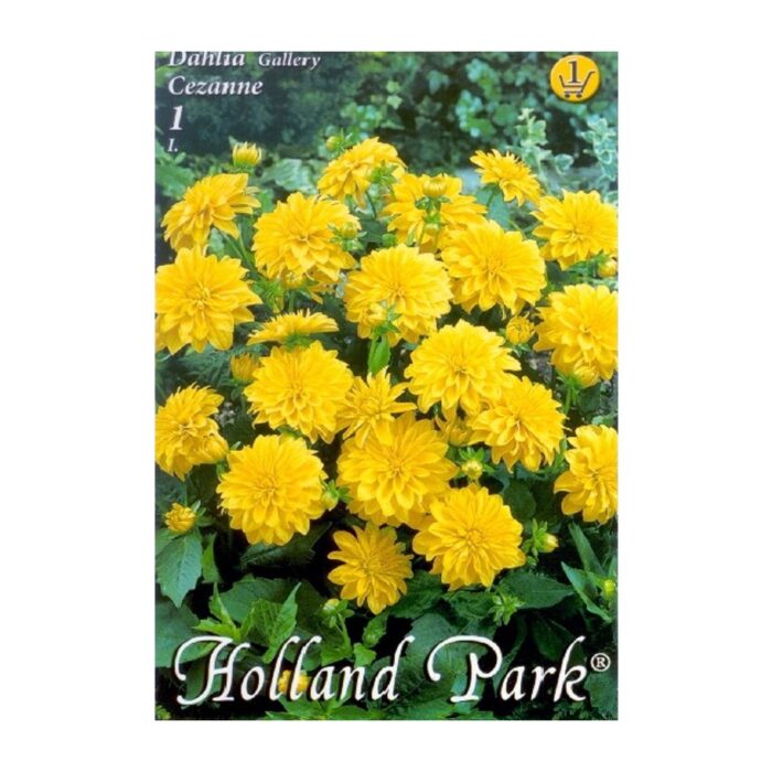 Dahlia Cezzane (2buc) - imagine 1