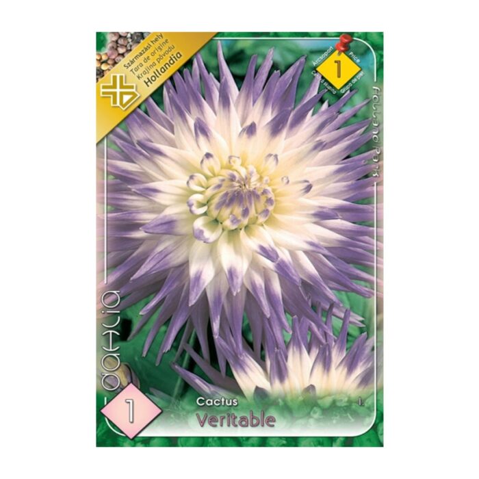 Dahlia Veritable (2buc) - imagine 1