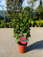 Mandevilla Velvet Hot Pink la ghiveci