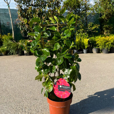 Mandevilla Velvet Hot Pink la ghiveci