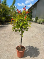 Photinia Fraseri Carre Rouge la ghiveci