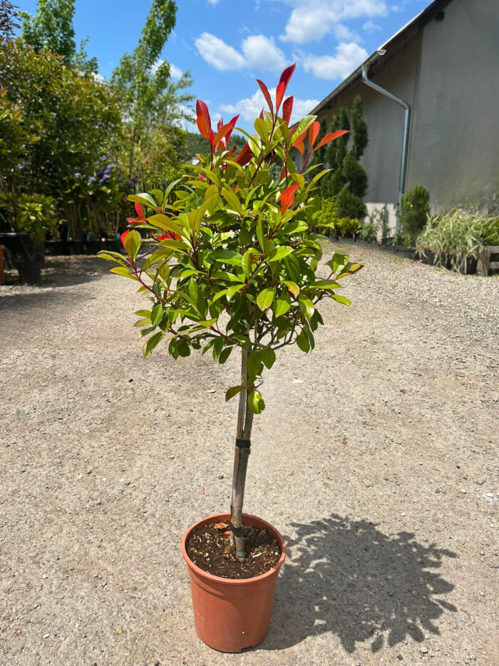 Photinia Fraseri Carre Rouge la ghiveci - imagine 1