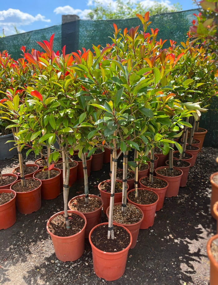 Photinia Fraseri Carre Rouge la ghiveci - imagine 2
