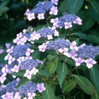 Hortensie Serrata Blue Bird este o alegere magnifică pentru a aduce un strop de culoare și frumusețe în orice spațiu. Comandă acum! 🌺🛒
