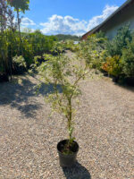 Arțar Butterfly la ghiveci - imagine 2