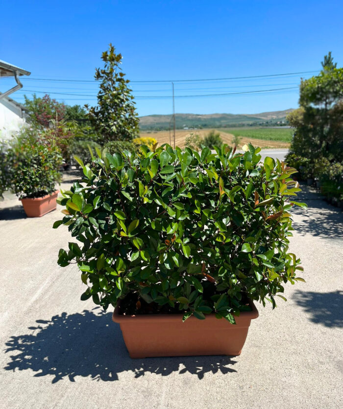 Photinia Fraserii Jardiniera la ghiveci - imagine 1