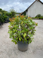 Photinia Super Red Glob la ghiveci