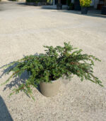 Juniperus Communis Repanda la ghiveci - imagine 2