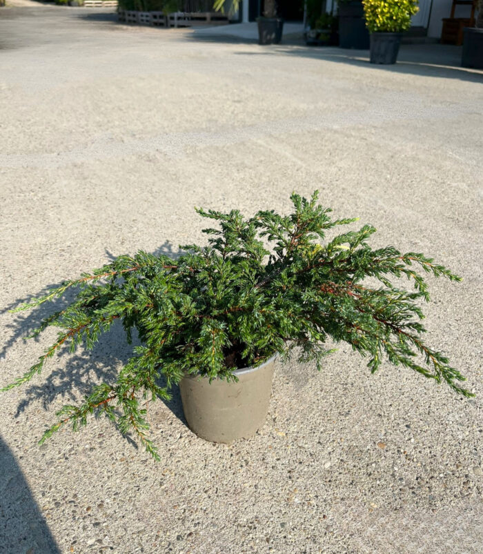 Juniperus Communis Repanda la ghiveci - imagine 2