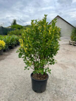 Euonymus Japonicus la ghiveci - imagine 3