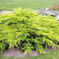 Juniperus Pfitzeriana la ghiveci
