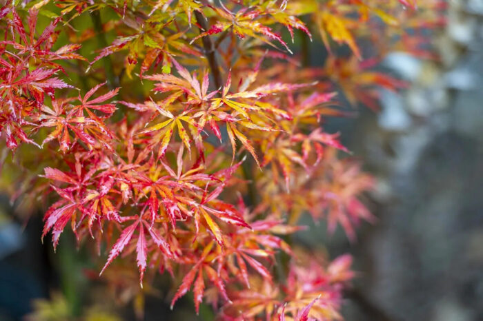 8d32f5b0-d8ce-4cb2-961c-7885dffc4d09 Arțar Jerre Schwartz la ghiveci - imagine 1