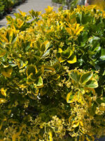 Euonymus Aurea Jardiniera la ghiveci