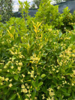 Euonymus Japonicus la ghiveci