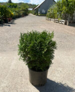 Tuia Occidentalis Tiny Tim la ghiveci - imagine 2