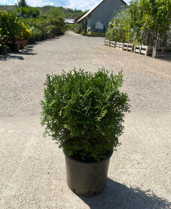 Tuia Occidentalis Tiny Tim la ghiveci - imagine 2