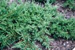 Juniperus Communis Repanda la ghiveci