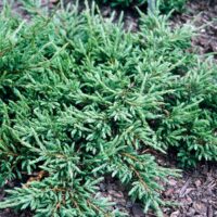 Juniperus Communis Repanda la ghiveci