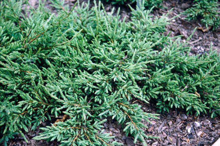 WSY0031386_3917 Juniperus Communis Repanda la ghiveci - imagine 1