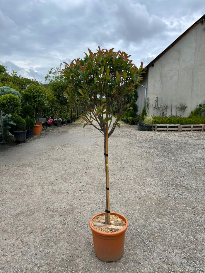 Photinia fraserii Red Robin Tip Copac la ghiveci - imagine 2