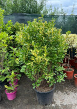 Euonymus Japonicus la ghiveci - imagine 2