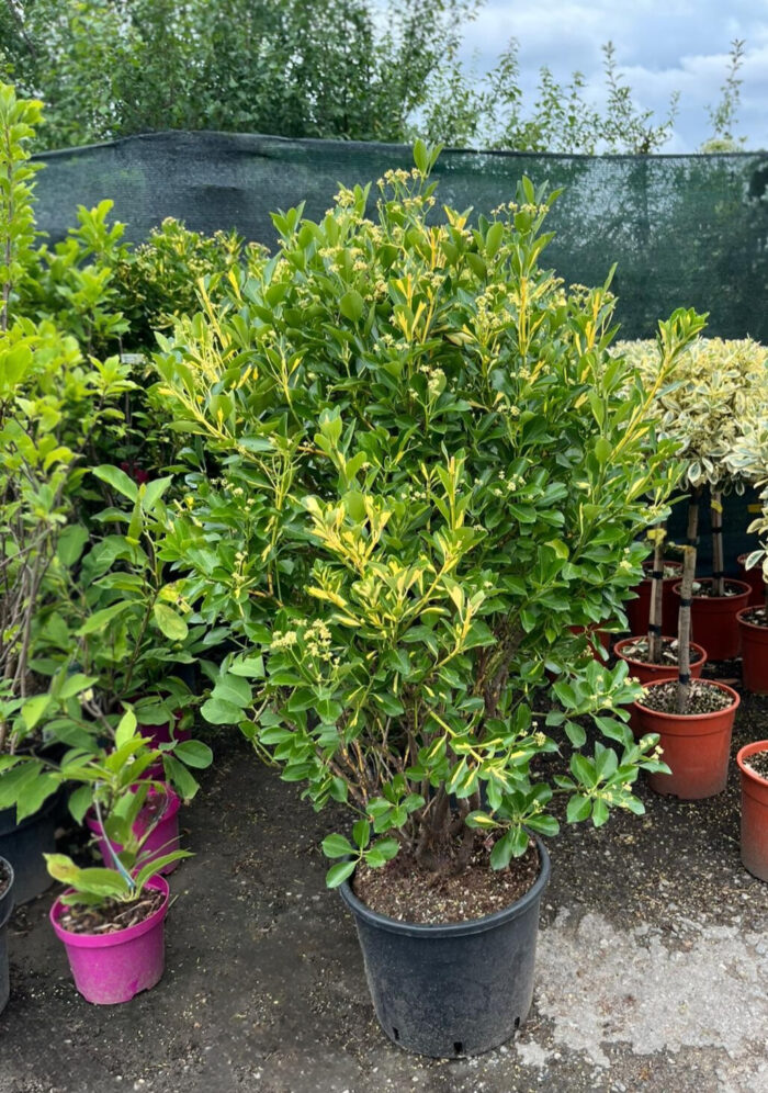 Euonymus Japonicus la ghiveci - imagine 2