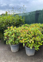 Photinia Super Red Glob la ghiveci - imagine 2