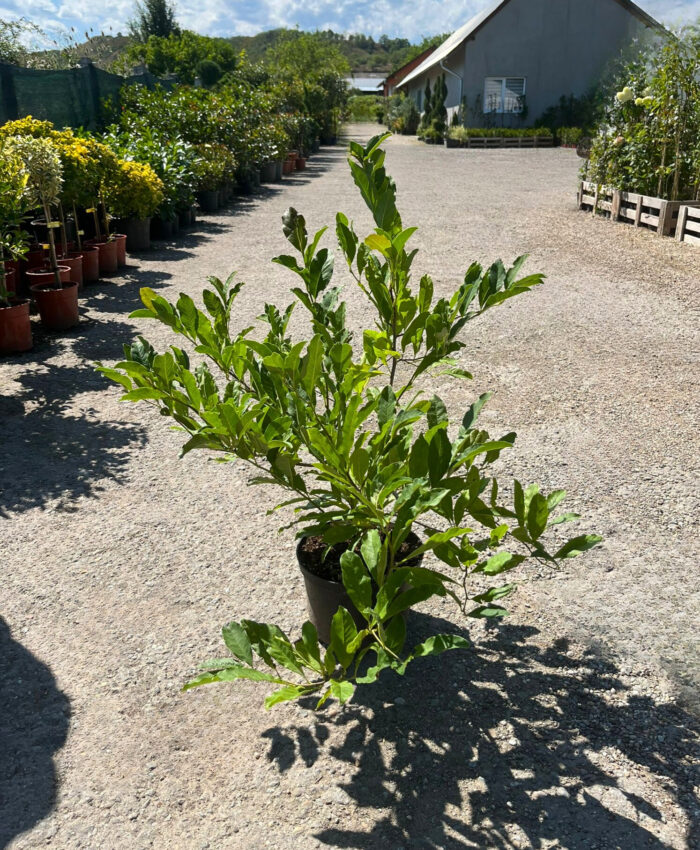 Magnolia Stelata White la ghiveci - imagine 2