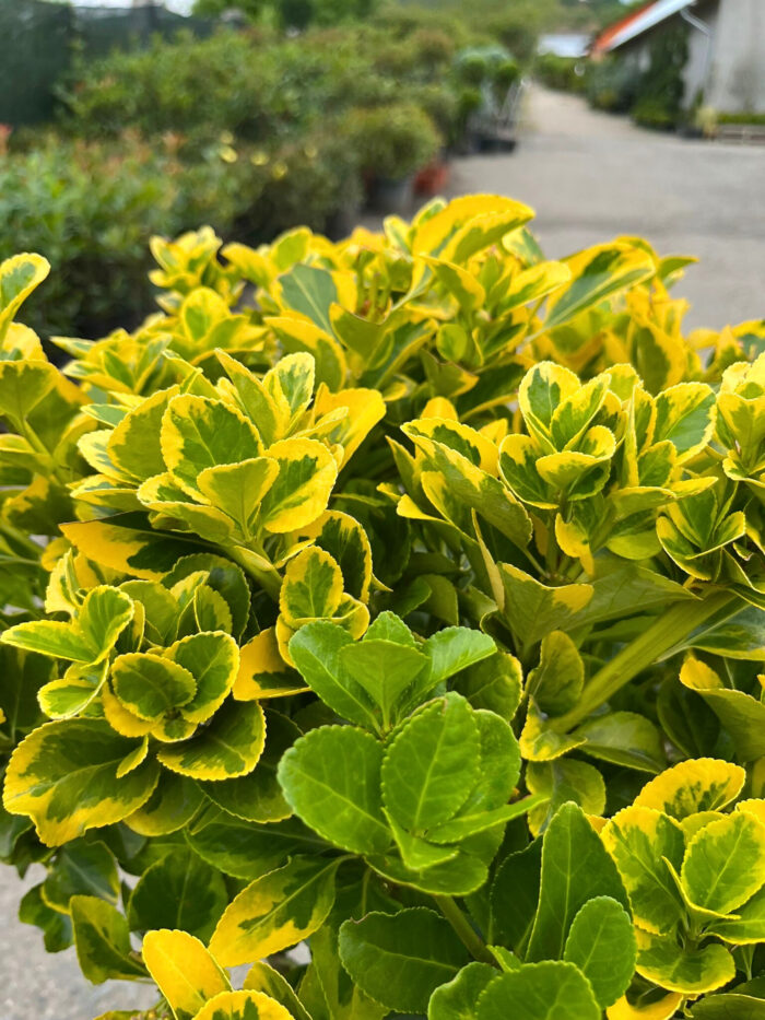 Euonymus Aurea Multitulpinal la ghiveci - imagine 1