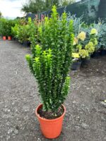 Euonymus japonicus 'Green Spire' la ghiveci - imagine 2