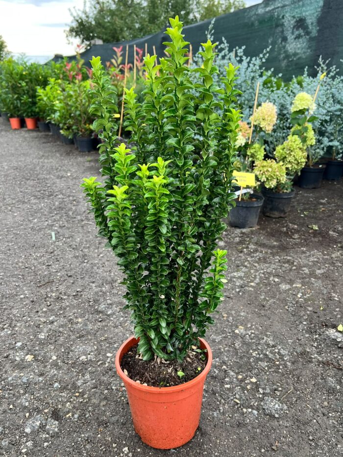 Euonymus japonicus 'Green Spire' la ghiveci - imagine 2