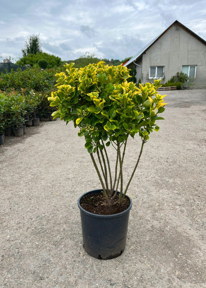 Euonymus Aurea Multitulpinal la ghiveci - imagine 2