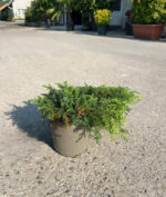 Juniperus Communis Green Carpet la ghiveci - imagine 2