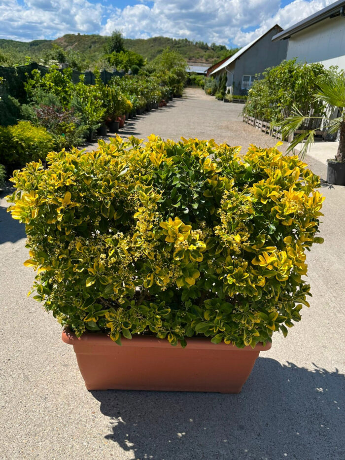 Euonymus Aurea Jardiniera la ghiveci - imagine 2
