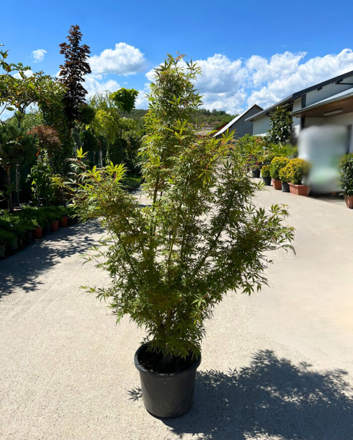 Arțar Jerre Schwartz la ghiveci - imagine 2