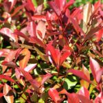 Photinia fraserii Red Robin Tip Copac la ghiveci