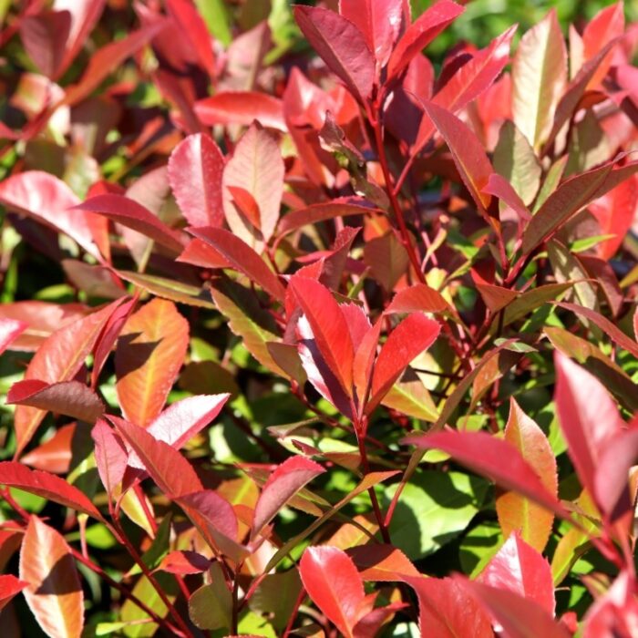 Photinia fraserii Red Robin Tip Copac la ghiveci - imagine 1