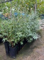 Cătină (Femelă) la ghiveci - imagine 2