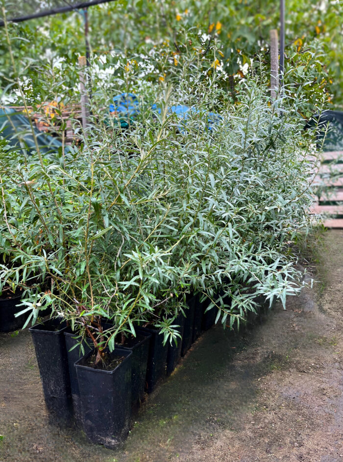 Cătină (Femelă) la ghiveci - imagine 2