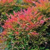 Nandina Domestica Obsessed (Bambus Sfant) la ghiveci