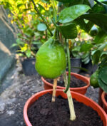 Lamai la ghiveci - imagine 4