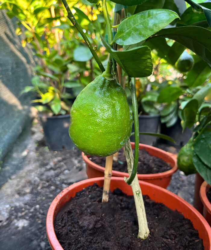 Lamai la ghiveci - imagine 4