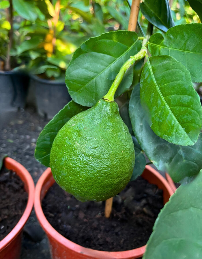 Lamai la ghiveci - imagine 5