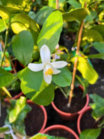 Lamai la ghiveci - imagine 3