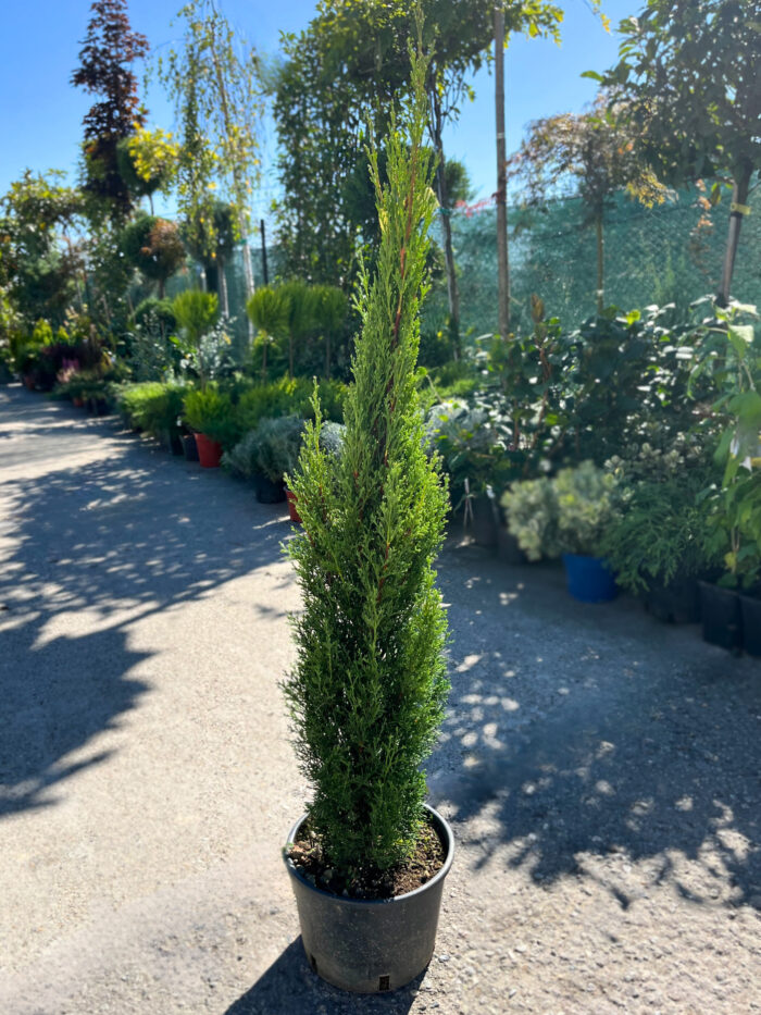 Cupressus Semprevirens la ghiveci - imagine 2