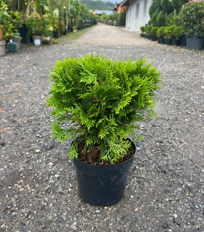 Tuia Danica la ghiveci - imagine 2