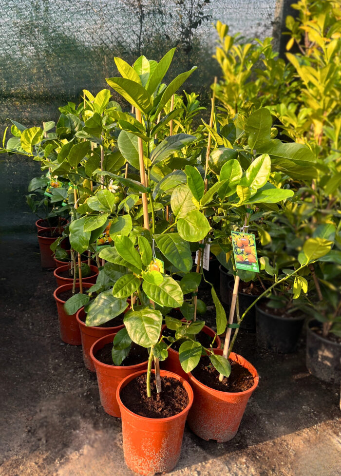 Lamai la ghiveci - imagine 2