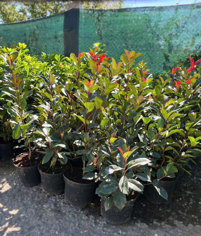 Photinia Carre Rouge la ghiveci - imagine 2