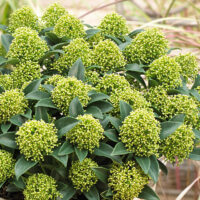 Skimmia Japonica White la ghiveci
