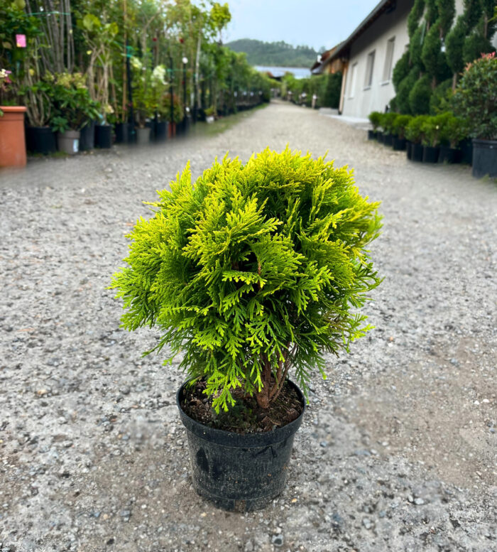 Tuia Occidentalis Mirjam la ghiveci - imagine 2